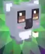 Gray Mocha Koala with pale ears and a dark nose.